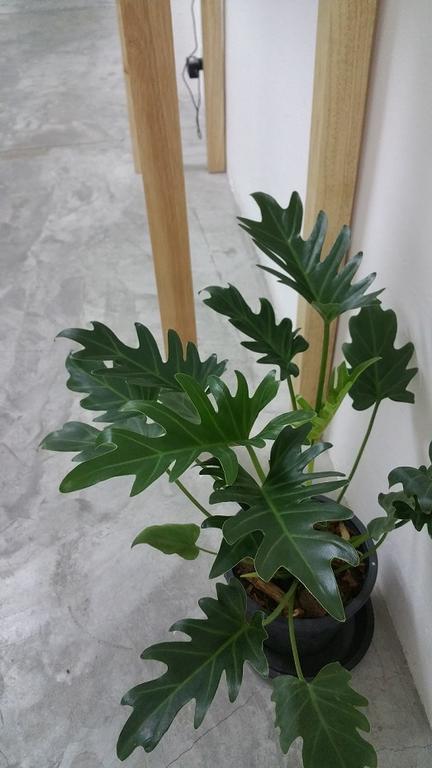 בנגקוק Green Home Hostel And Massage מראה חיצוני תמונה